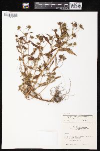 Bidens tripartita image