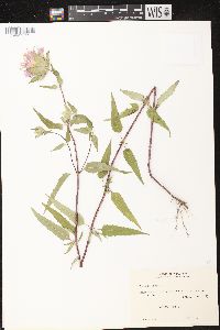 Monarda fistulosa subsp. fistulosa image