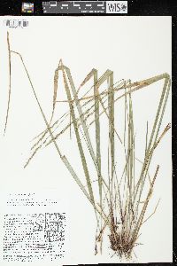 Oryzopsis asperifolia image