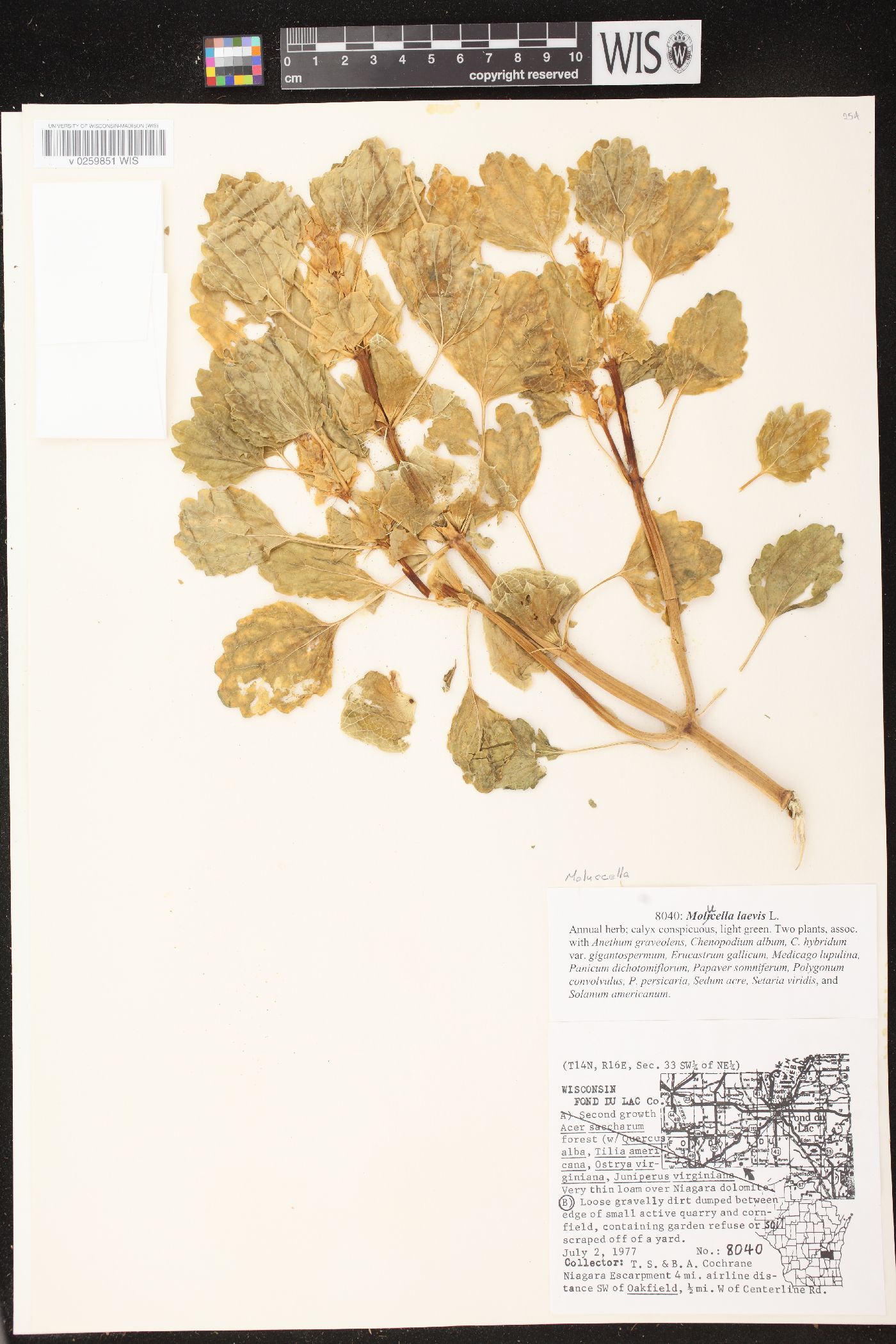 Moluccella laevis image