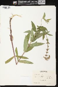 Stachys tenuifolia image