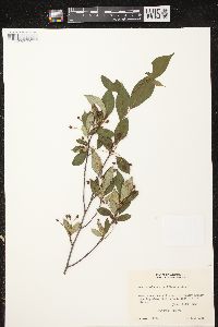 Aronia melanocarpa image