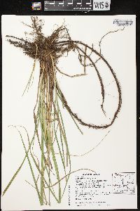 Carex emoryi image