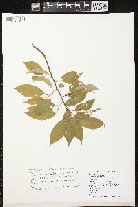 Prunus serotina var. serotina image