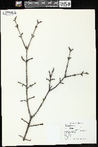 Rhamnus cathartica image