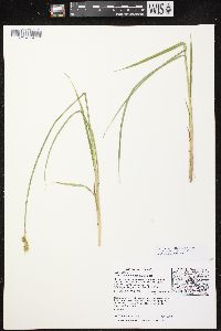 Carex laevivaginata image