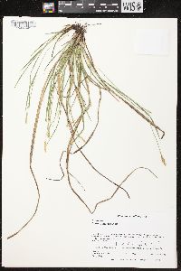 Carex conoidea image