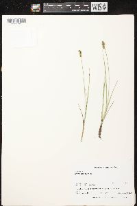 Carex sterilis image