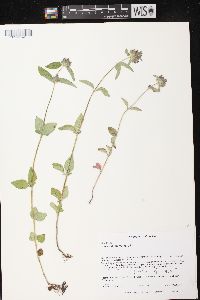 Clinopodium vulgare image