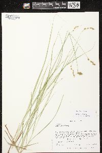 Carex tenera image