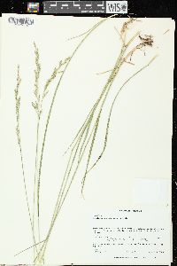 Lolium arundinaceum image