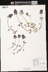 Lamium purpureum image