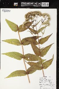 Eupatorium sessilifolium var. brittonianum image