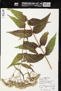 Eupatorium sessilifolium image