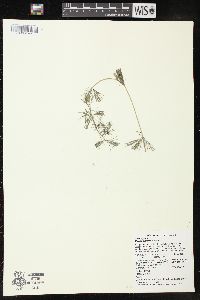 Myriophyllum spicatum image