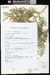 Thuja occidentalis image