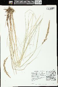 Calamagrostis stricta image