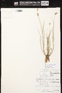 Carex scoparia var. scoparia image