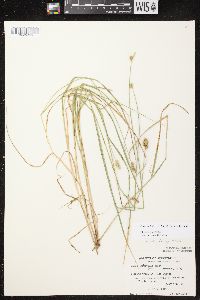 Carex bebbii image