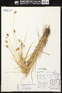 Carex bebbii image