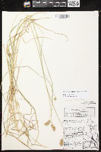 Carex bebbii image