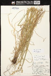 Carex tribuloides var. tribuloides image