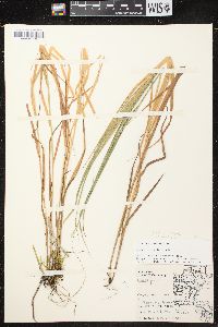 Carex cristatella image