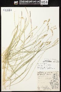 Carex echinodes image