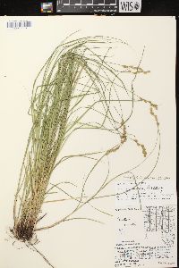 Carex echinodes image