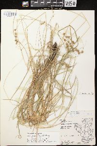 Carex echinodes image