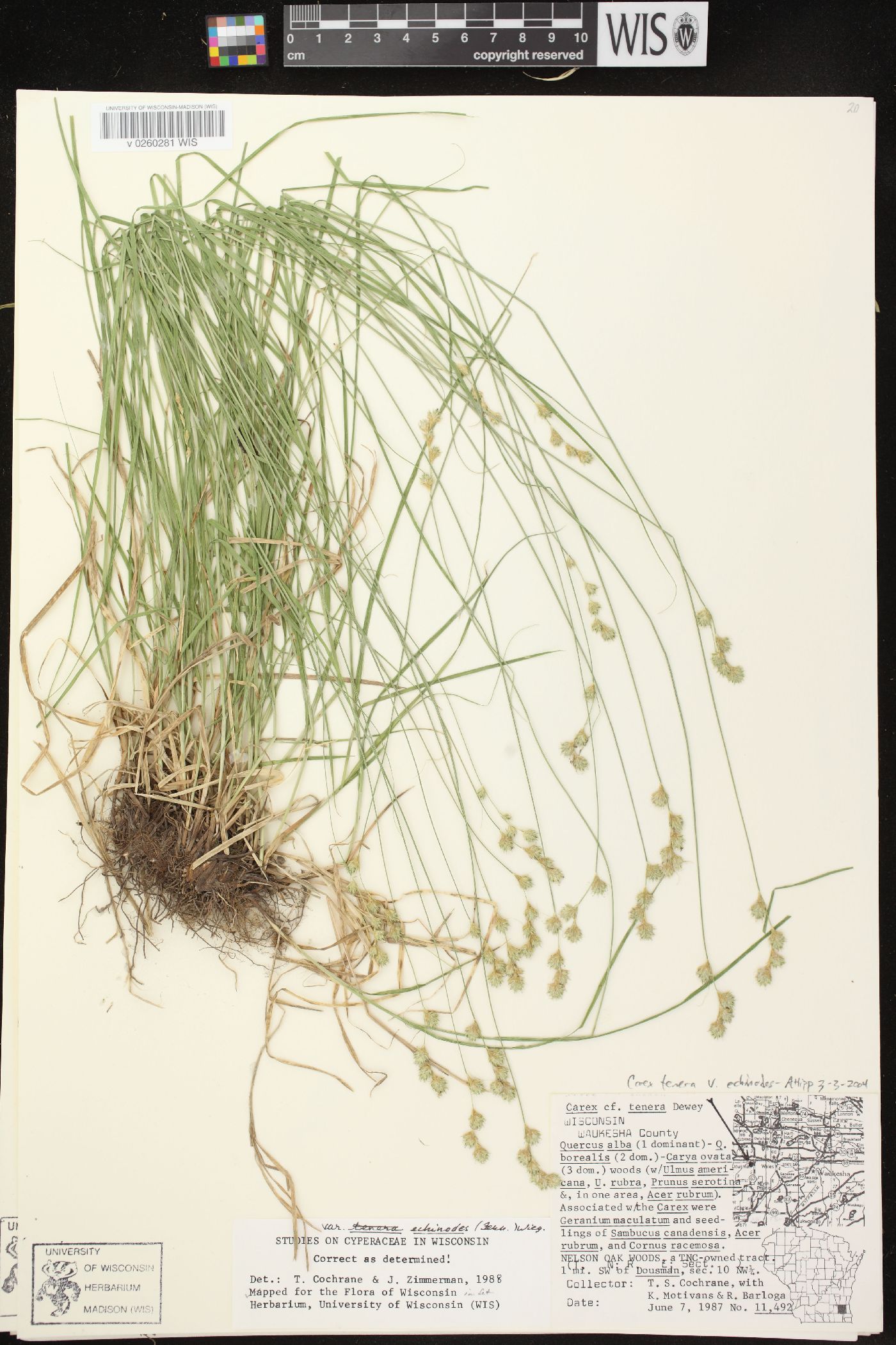 Carex echinodes image