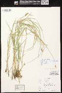 Carex projecta image