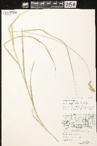 Carex projecta image