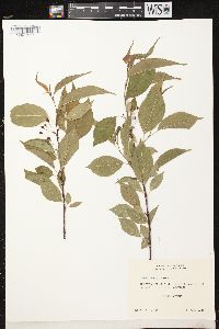 Prunus pensylvanica image