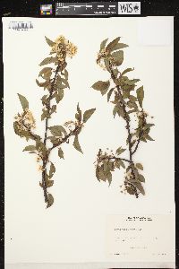 Prunus pensylvanica image