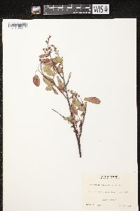 Amelanchier spicata image