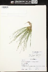 Eleocharis ovata image