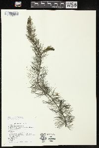 Myriophyllum sibiricum image