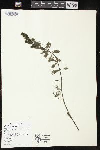 Myriophyllum spicatum image