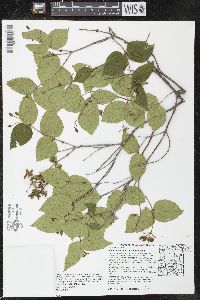 Viburnum rafinesqueanum image