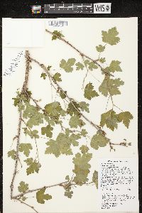 Ribes cynosbati image