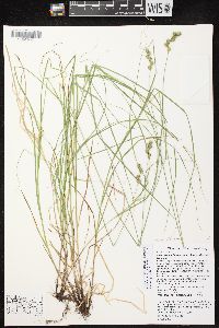 Carex echinodes image