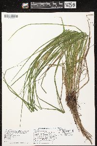 Carex tuckermanii image