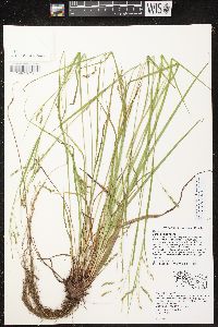 Carex debilis var. rudgei image