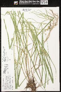 Carex projecta image