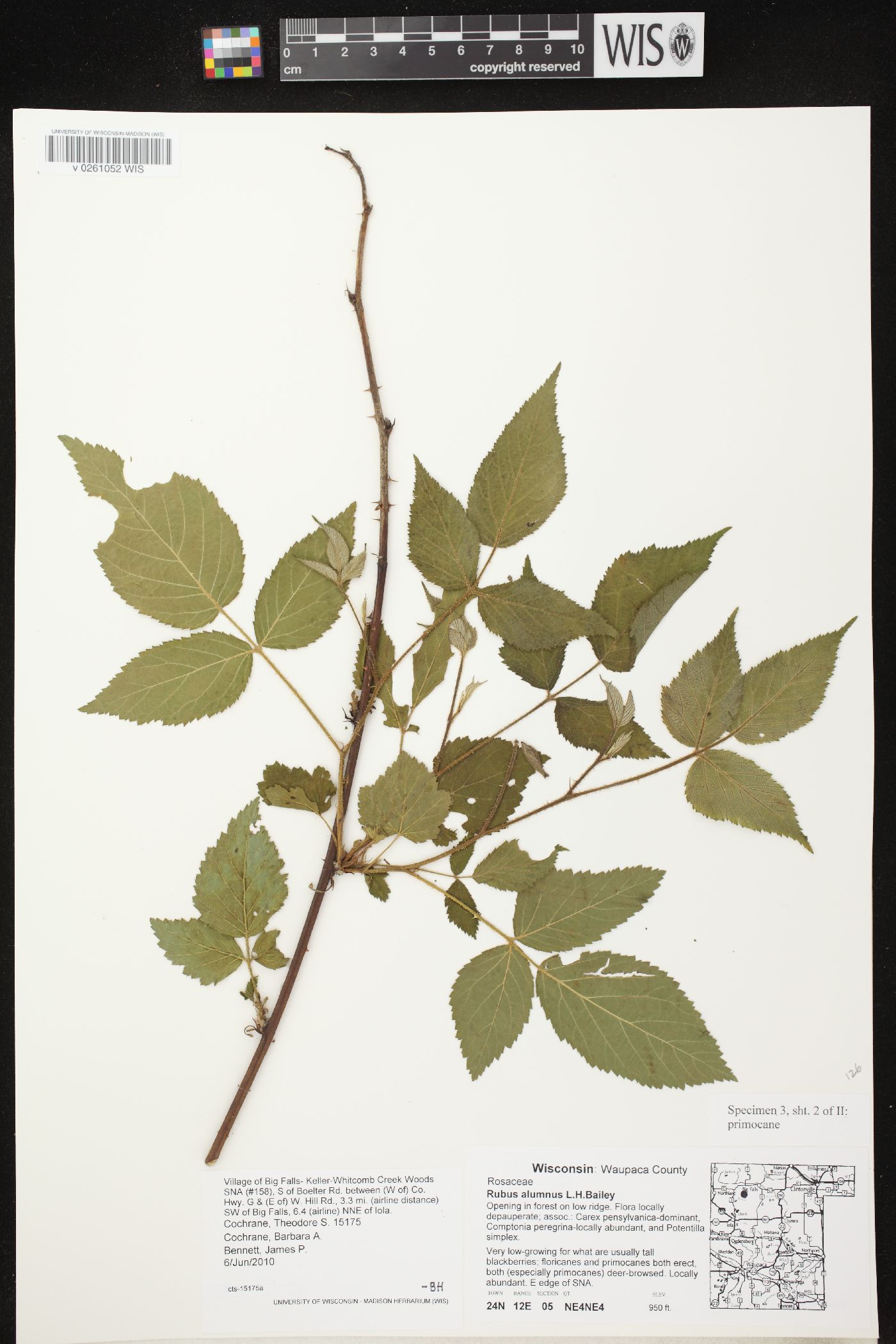 Rubus alumnus image
