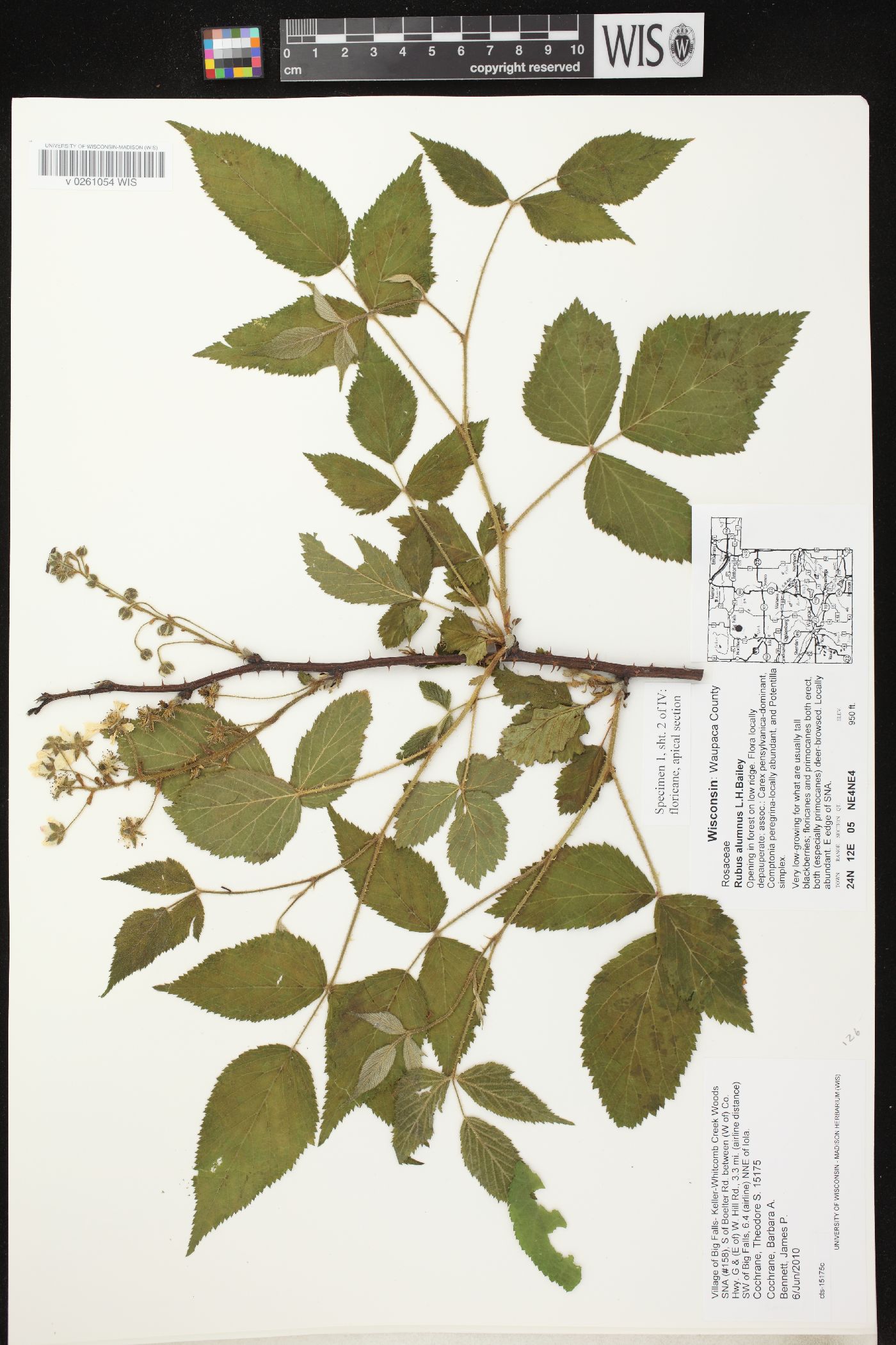 Rubus alumnus image