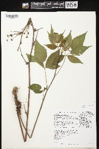 Rubus alumnus image