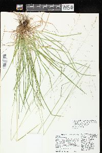 Poa alsodes image