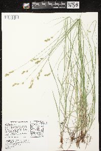 Carex tenera image